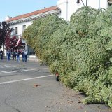 The Lemoore Christmas Tree, moments after arriving in Lemoore Sunday morning.